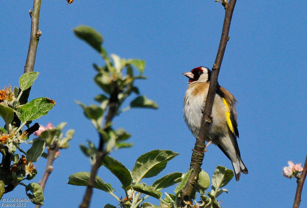 Chardonneret élégant