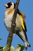 European Goldfinch