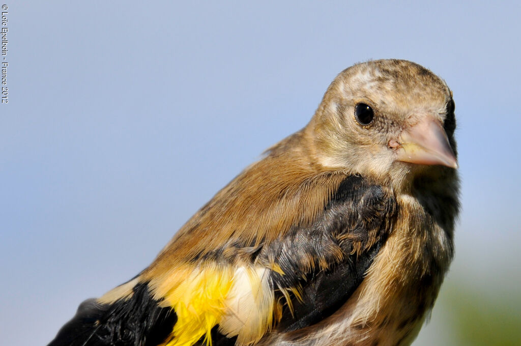 European Goldfinch