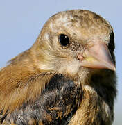 European Goldfinch