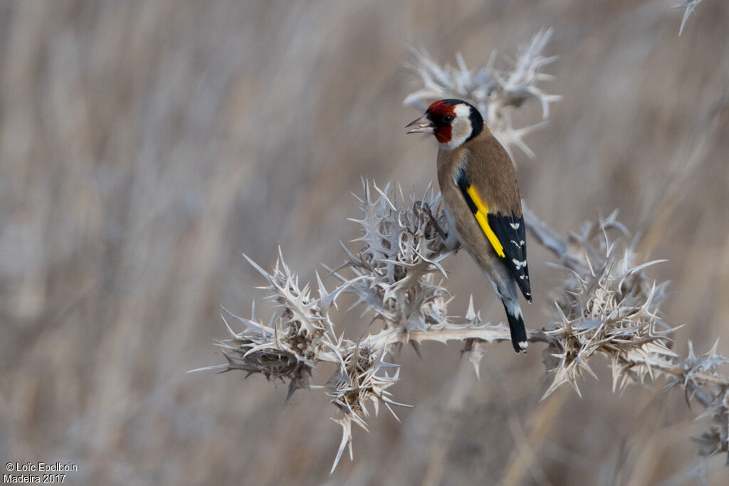 European Goldfinch