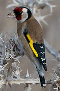 European Goldfinch