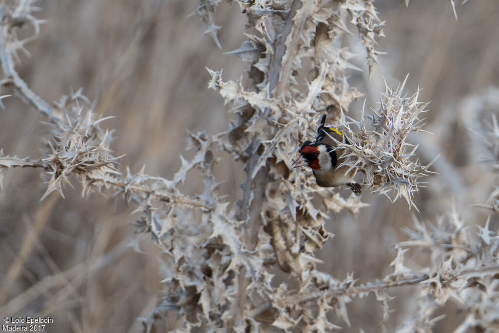 European Goldfinch