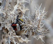 European Goldfinch