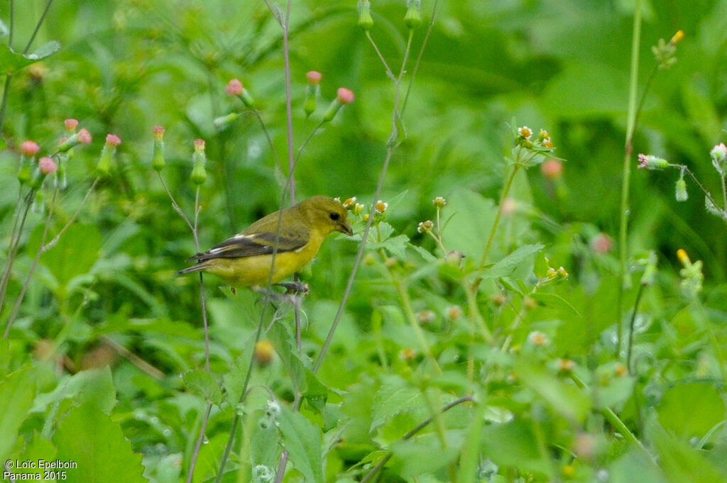 Chardonneret mineur