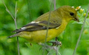 Lesser Goldfinch