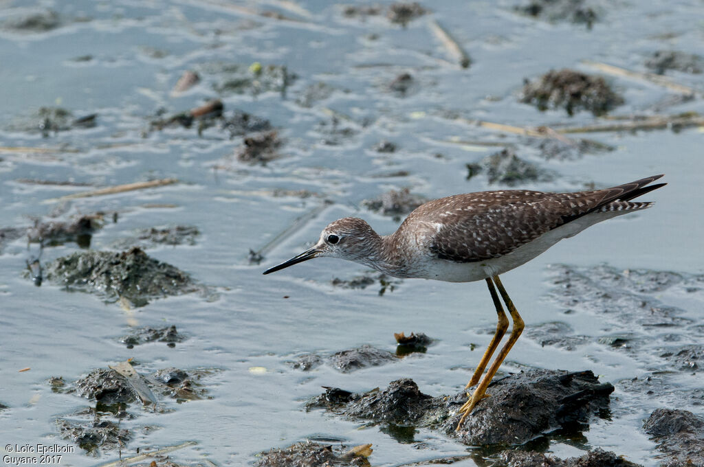 Lesser Yellowlegs