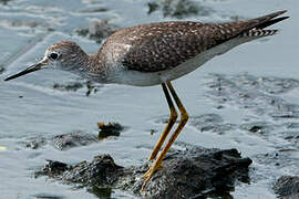 Lesser Yellowlegs