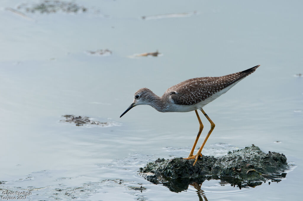 Lesser Yellowlegs