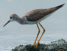 Lesser Yellowlegs