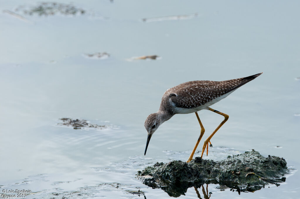 Lesser Yellowlegs