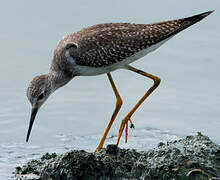 Lesser Yellowlegs