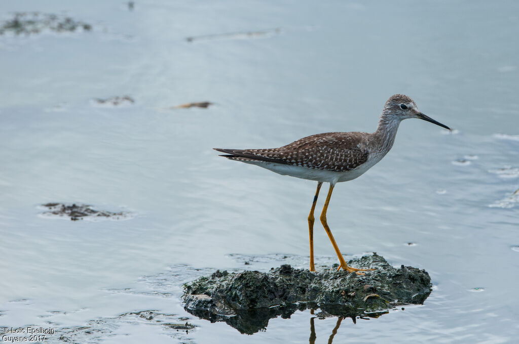 Lesser Yellowlegs