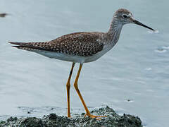 Lesser Yellowlegs