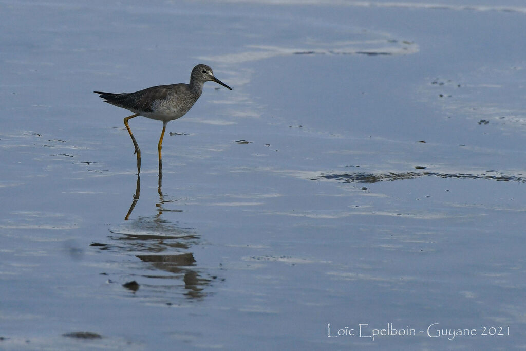 Lesser Yellowlegs