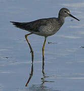 Lesser Yellowlegs