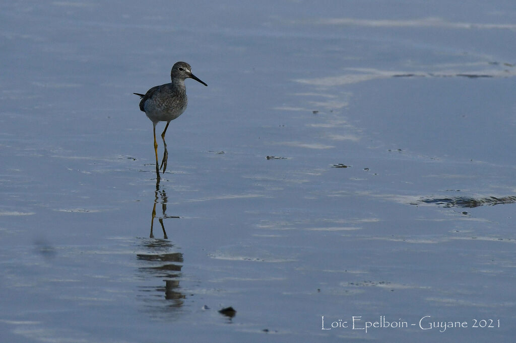 Lesser Yellowlegs