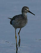 Lesser Yellowlegs