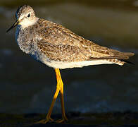 Lesser Yellowlegs