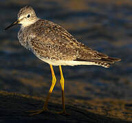 Lesser Yellowlegs