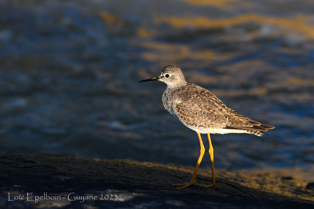Lesser Yellowlegs