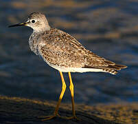 Lesser Yellowlegs