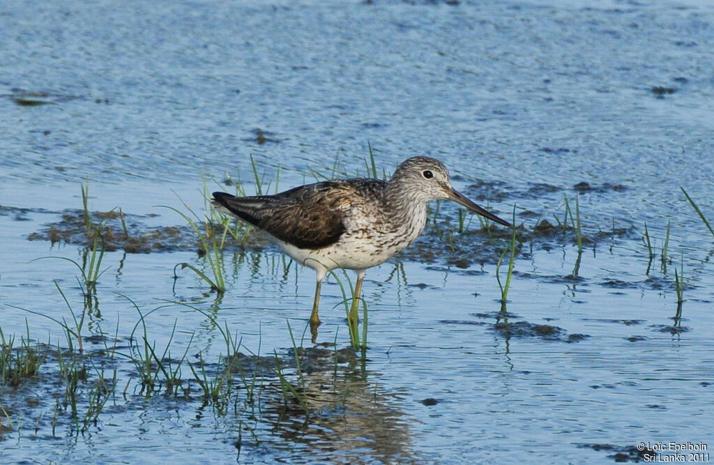 Common Greenshank