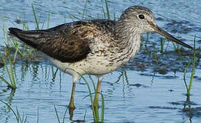 Common Greenshank