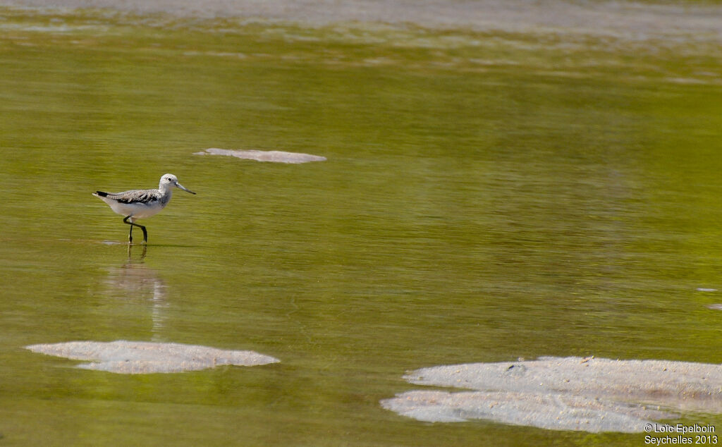 Common Greenshank