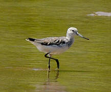 Common Greenshank