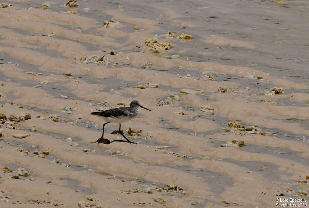 Common Greenshank