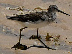 Common Greenshank