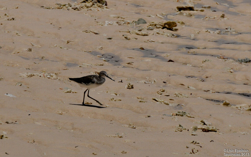 Common Greenshank