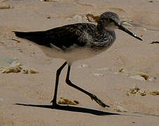 Common Greenshank