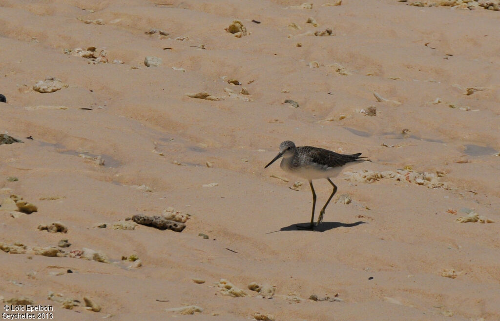 Common Greenshank