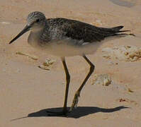 Common Greenshank