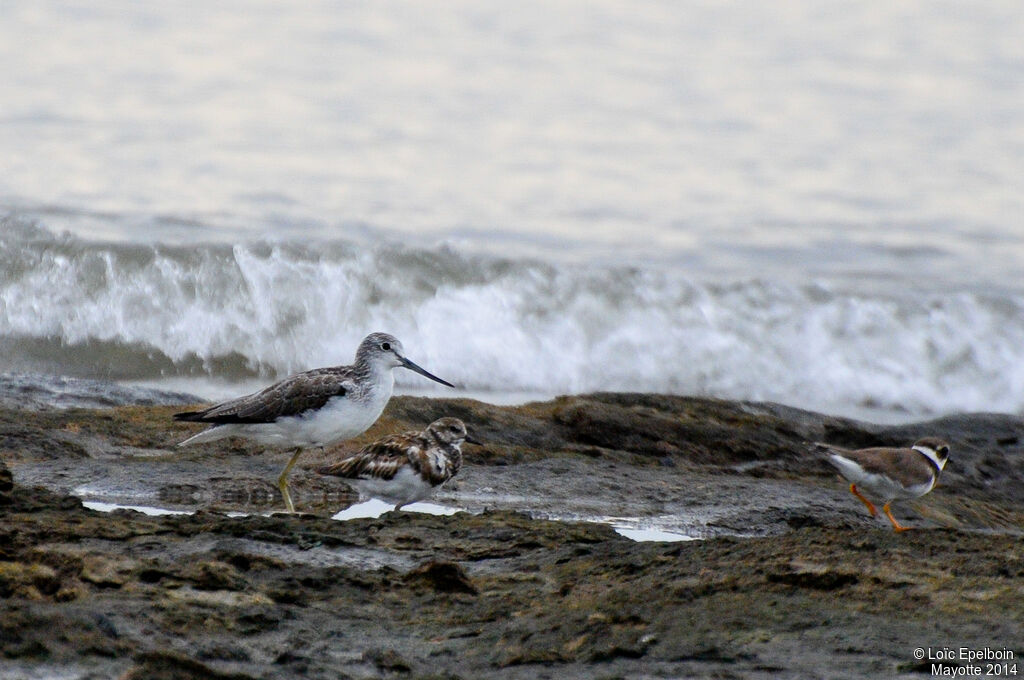 Common Greenshank