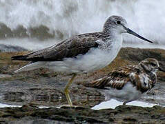 Common Greenshank