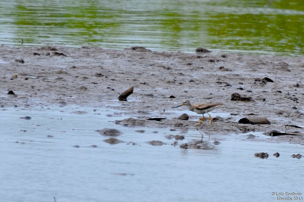 Terek Sandpiper