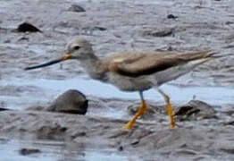 Terek Sandpiper
