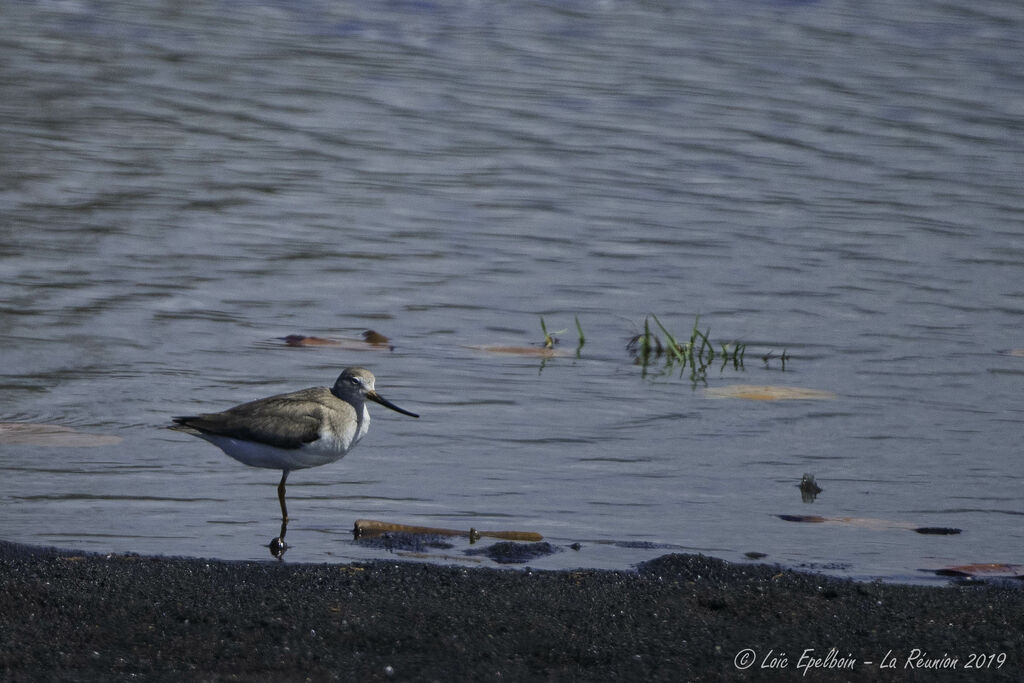 Terek Sandpiper