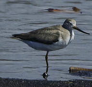 Terek Sandpiper