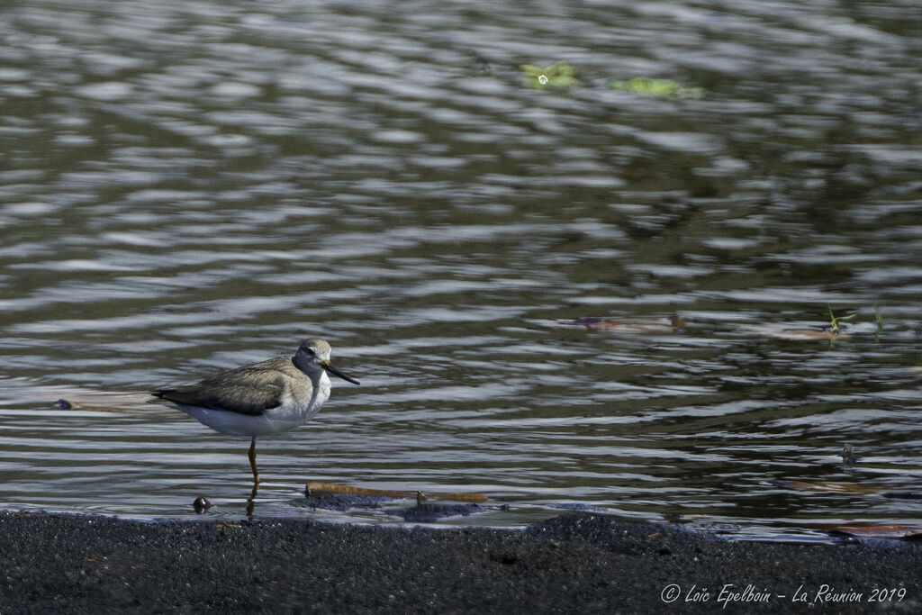 Terek Sandpiper