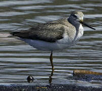 Terek Sandpiper