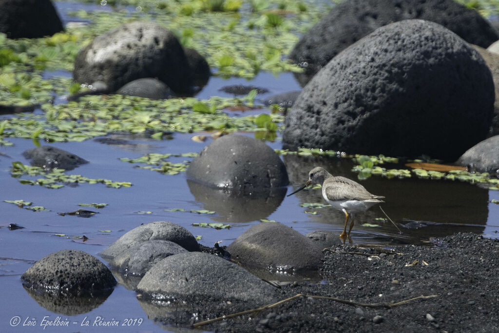 Terek Sandpiper