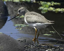 Terek Sandpiper