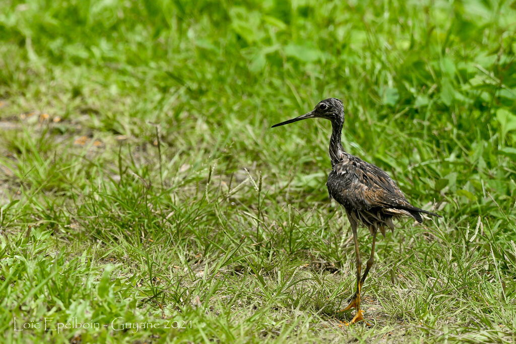 Greater Yellowlegs