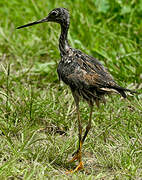 Greater Yellowlegs