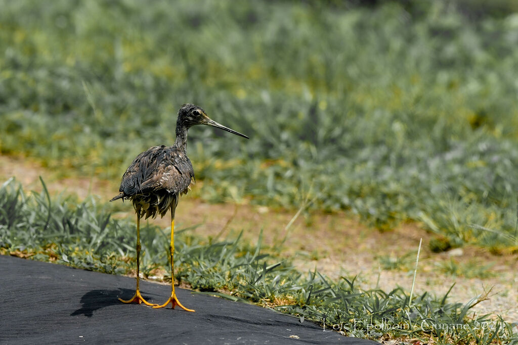 Greater Yellowlegs