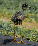 Greater Yellowlegs